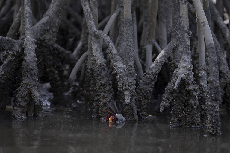 Na praia da Piedade, em Magé, no Rio de Janeiro, pescadores vivem do manguezal