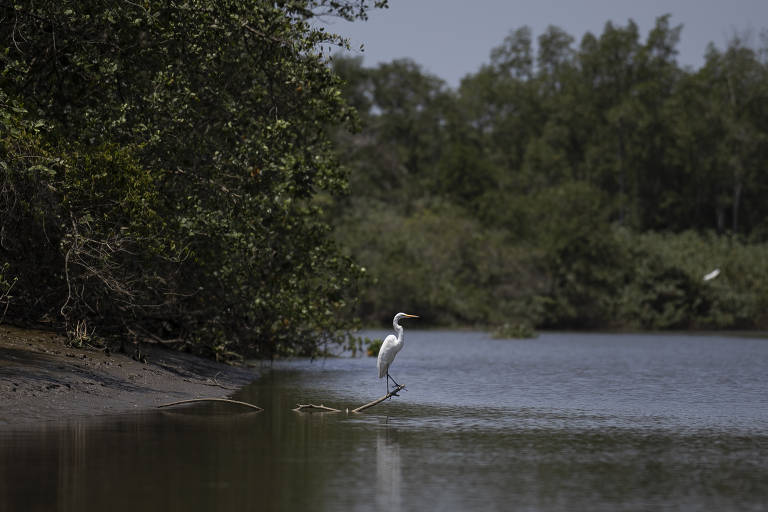 O manguezal é um ecossistema caracterizado pela biodiversidade