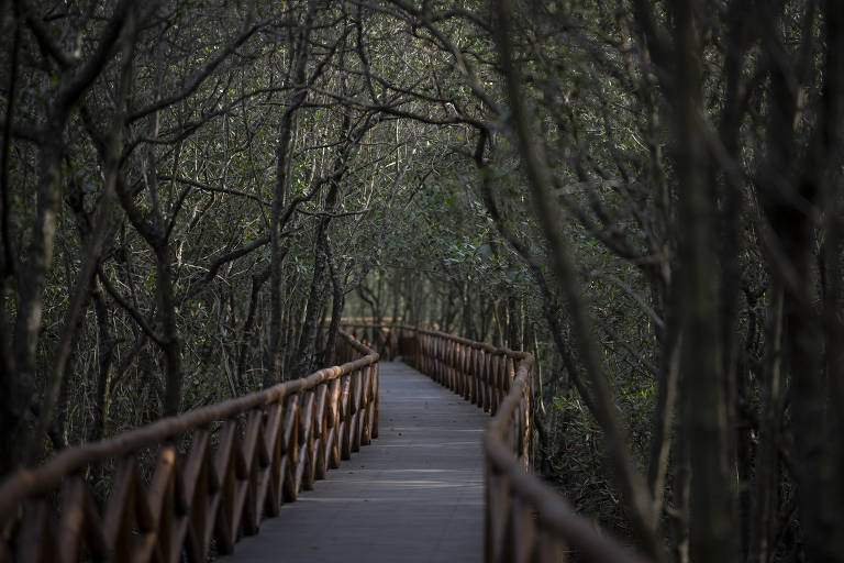 Parque Natural Municipal Barão de Mauá, na região de Magé, no Rio de Janeiro, que revitalizou 113 hectares de manguezal