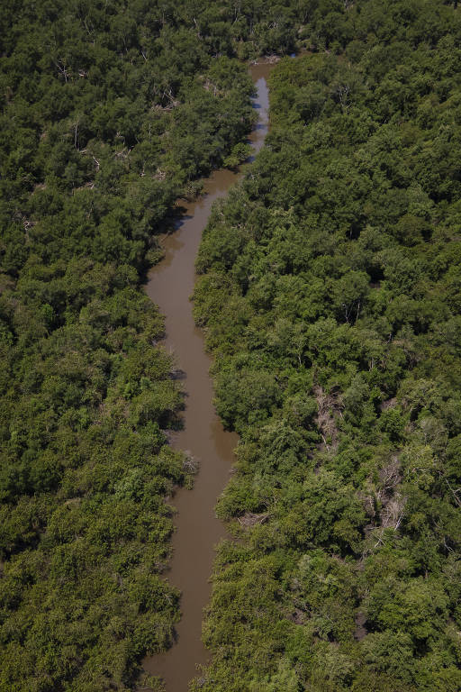 Região de manguezal da baía de Guanabara, na região de Magé (RJ)