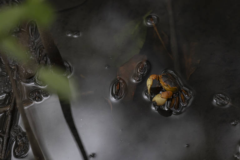 Caranguejo no Parque Natural Municipal Barão de Mauá, que foi construído no mesmo local onde ocorreu um desastre ambiental por derramamento de óleo no ano 2000