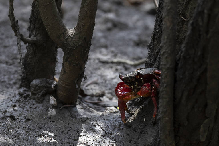 E também é considerado berçário da vida marinha