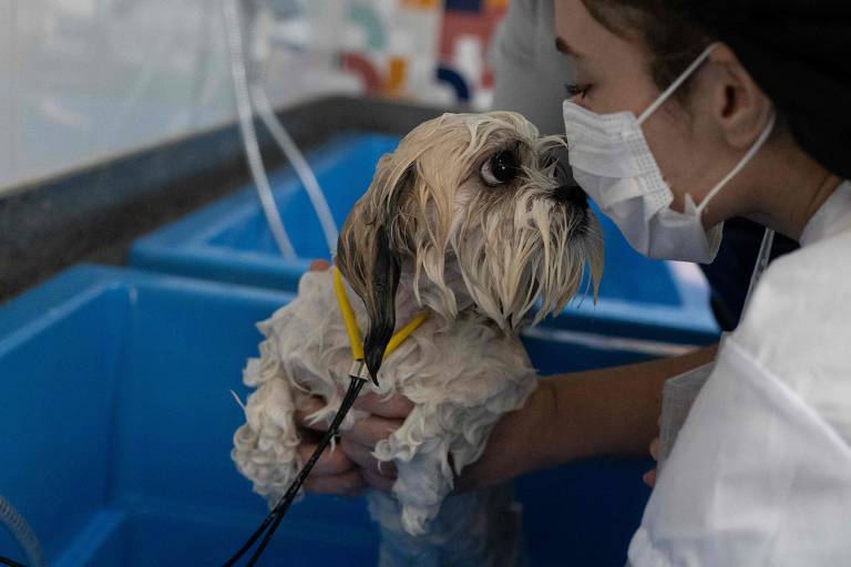 Estudante com cão no Rio de Janeiro; pesquisa publicada em setembro deste ano sugere que cérebros de cães e humanos se sincronizam quando olham um para o outro