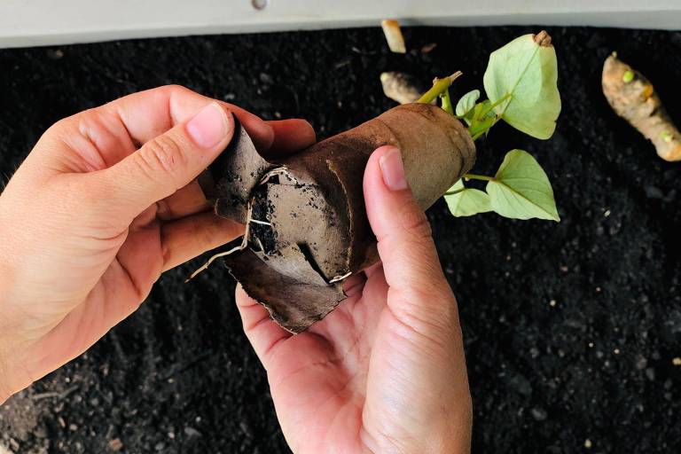 Mãos abrem a parte debaixo de um rolo de papel higiênico que tem uma plantinha dentro