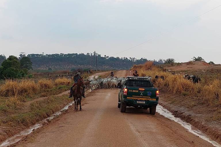 Camionete com logo do Ibama em estrada de terra perto de bois; ao lado do carro, há um cavalo com um homem montado