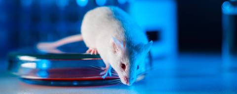 White albino laboratory mouse in a modern virological or immunological laboratory.
( Foto:filin174/ Adobe stock ) DIREITOS RESERVADOS. NÃO PUBLICAR SEM AUTORIZAÇÃO DO DETENTOR DOS DIREITOS AUTORAIS E DE IMAGEM