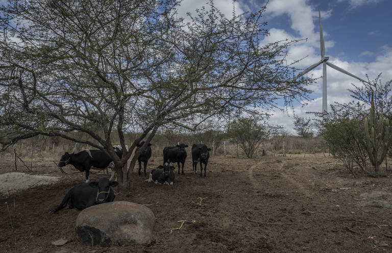 Segundo relato de moradores, com a chegada das turbinas eólicas, vacas tem sofrido mais abortos, animais tem se canibalizado, entre outros problemas com as criações