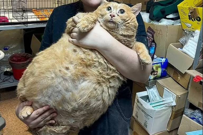 Kroshik, o gato mais gordo do mundo