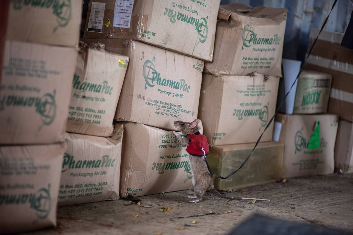 Rato africano gigante ajuda a combater tráfico de animais - 04/11/2024 ...