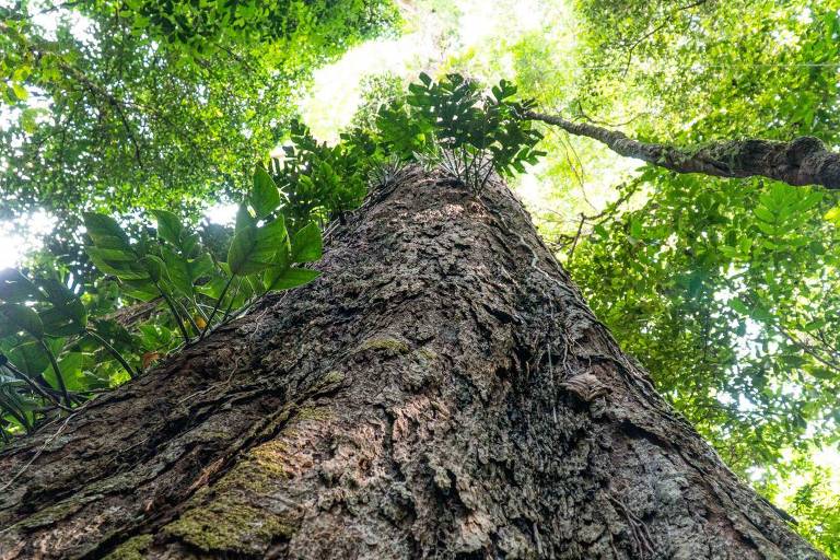 Tronco do gigante angelim-vermelho. Estima-se que a rvore tenha entre 400 e 600 anos