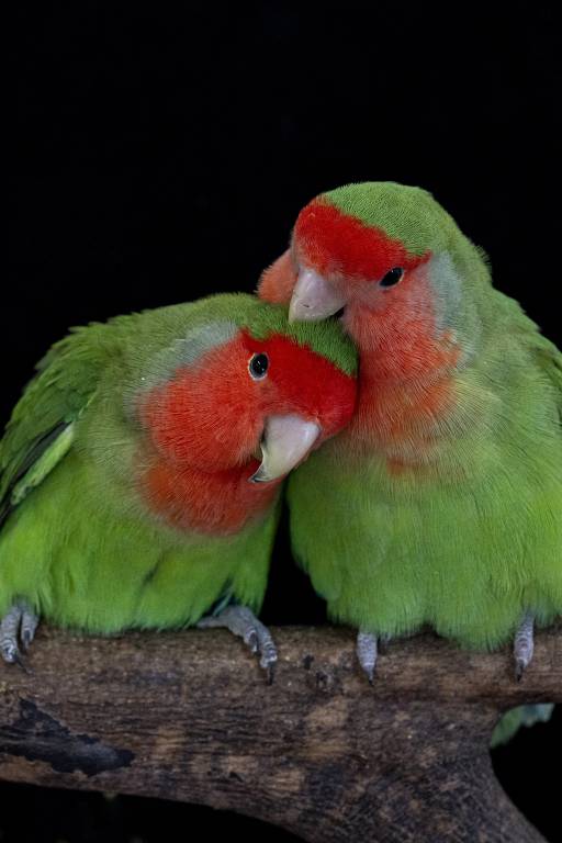 A imagem mostra dois pássaros de penas verdes com cabeças vermelhas, posicionados próximos um do outro em um galho. Eles parecem estar se acariciando ou se aninhando, com um fundo escuro que destaca suas cores vibrantes.