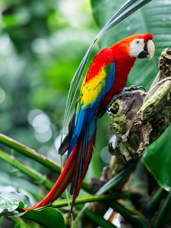A imagem mostra uma arara colorida, com penas vermelhas, amarelas e azuis, empoleirada em um galho. O fundo é composto por folhas verdes, sugerindo um ambiente tropical.