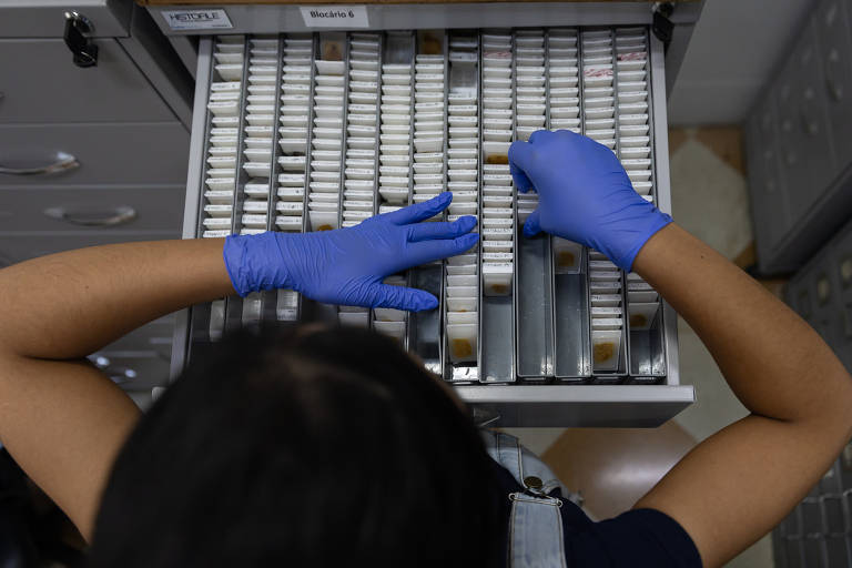 A imagem mostra uma pessoa com luvas azuis organizando amostras em um gaveteiro de laboratório. As amostras estão dispostas em fileiras, com a parte superior visível, e a pessoa está utilizando as duas mãos para manusear as amostras. A visão é de cima, focando nas mãos e nas amostras.