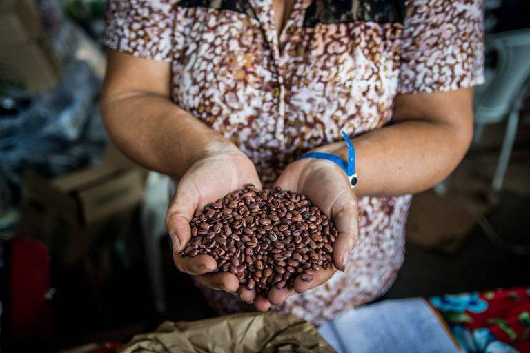 Uma pessoa está segurando um punhado de grãos de café em suas mãos. A pessoa está vestindo uma camisa com um padrão floral. O fundo da imagem mostra um ambiente de trabalho com mesas e outros objetos, sugerindo um local relacionado à produção ou comercialização de café.