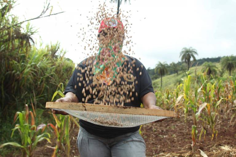 Um agricultor está em um campo, segurando uma peneira com sementes que estão sendo lançadas ao ar. O fundo mostra uma plantação de milho e algumas árvores ao longe. O céu está nublado.