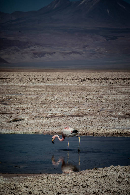 A imagem mostra um flamingo em pé em uma pequena poça de água em um ambiente árido e desértico. O fundo é composto por uma vasta extensão de solo seco e árido， com montanhas ao longe sob um céu claro. O flamingo reflete na água， destacando-se contra a paisagem desolada.