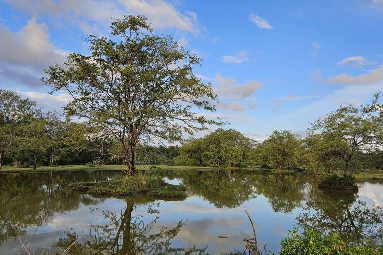 cenário de rio com árvore no meio， em ilha， e floresta ao fundo