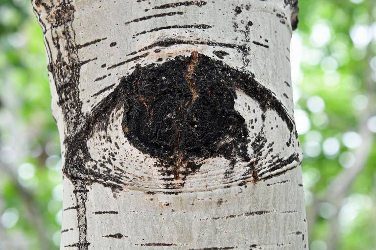 A imagem mostra um tronco de árvore com uma marca que se assemelha a um olho. A casca é clara, com marcas escuras ao redor da área que imita a forma de um olho. O fundo é desfocado, com folhas verdes ao redor.
