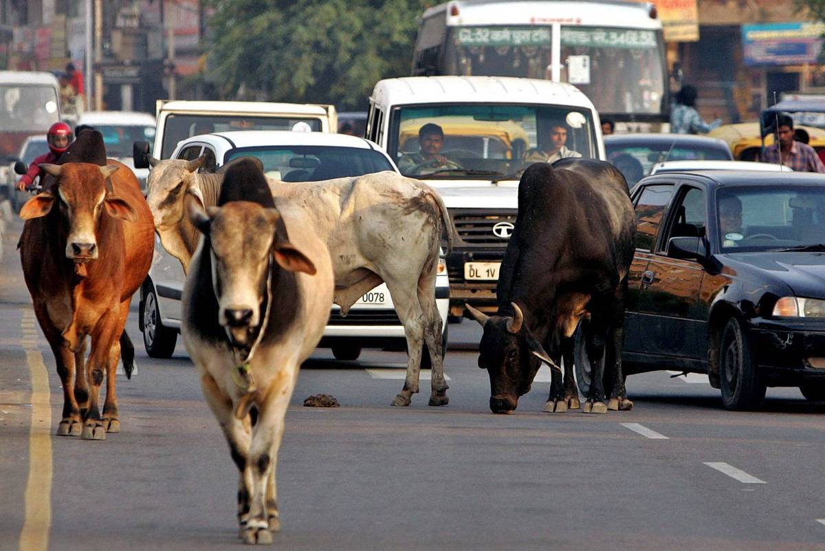 Vacas Sagradas da Índia: Como Elas Ajudam na Transição Energética?