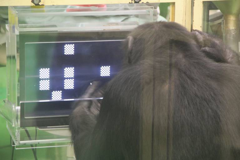 A imagem mostra a parte de trás de um chimpanzé interagindo com uma tela digital. O chimpanzé está focado na tela, que exibe um padrão de quadrados brancos e pretos. O ambiente ao redor parece ser um espaço de pesquisa, com paredes de cor verde.