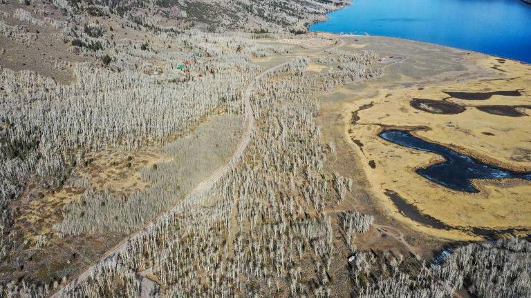 Árvore de 40 hectares é um dos seres vivos mais antigos do mundo