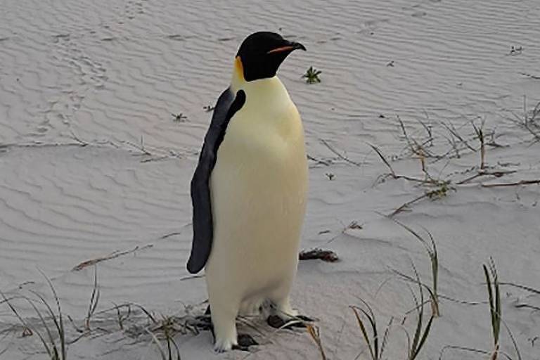 Pinguim é encontrado em praia na Austrália