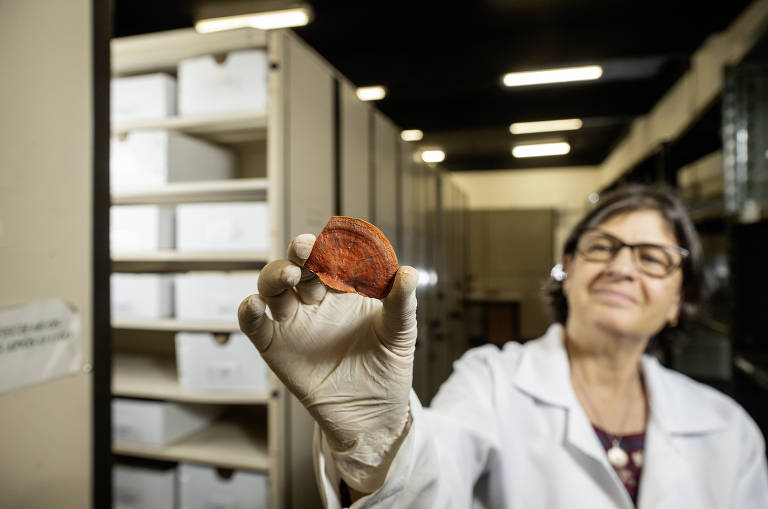 Pesquisadora Adriana Gugliotta, 58, mostra espécie de fungo conhecido como orelha de pau (Pycnoporus sanguineus), mantido em acervo no Jardim Botânico, na zona sul de São Paulo