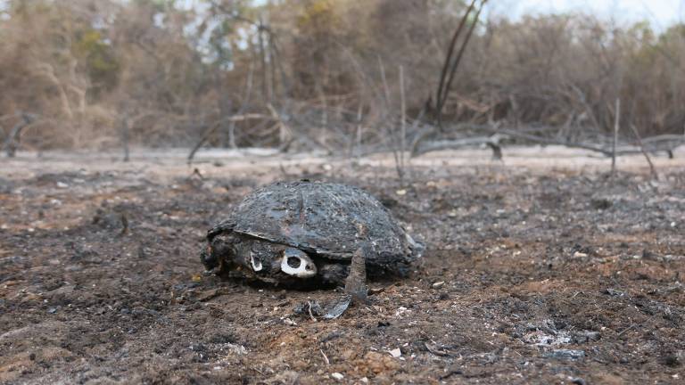 A imagem mostra uma tartaruga em um terreno queimado, com vegetação seca ao fundo. O solo está coberto de cinzas e restos de plantas, e algumas árvores secas estão visíveis ao longe.