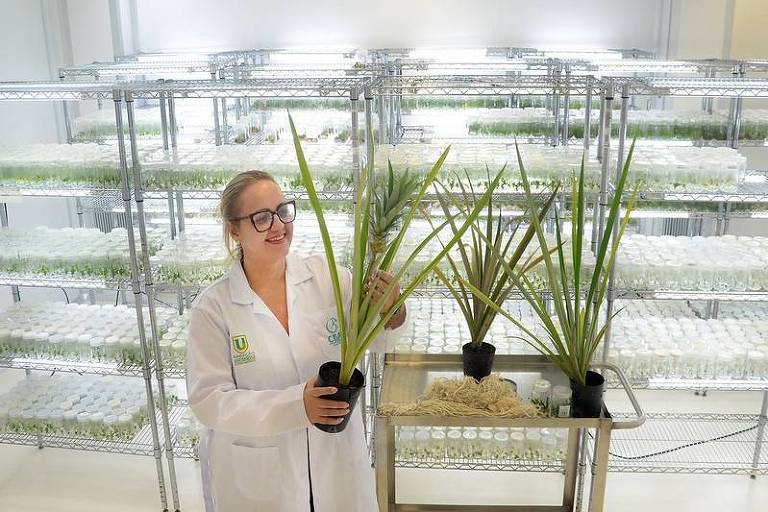 Pesquisadora em laboratório do Centro de Bionegócios da Amazônia, em Manaus, vinculado ao Ministério do Desenvolvimento, Indústria, Comércio e Serviços