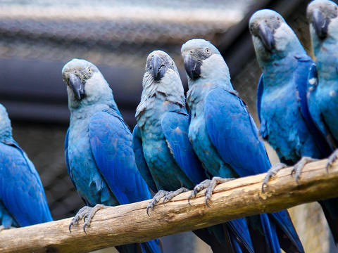 Zoológico de São Paulo inaugurou o novo espaço das ararinhas-azuis na área de visitação. O local já tem um Centro de Conservação para preservação e reprodução destas aves, que estão ameaçadas de extinção