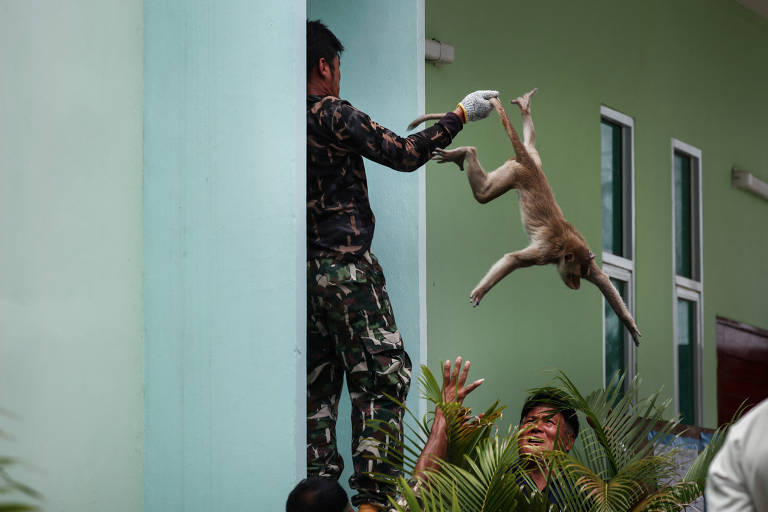 200 macacos causam tumulto na Tailândia