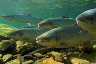 Atlantic salmon (Salmo salar) swim for an upstream spawning migration, in Quebec