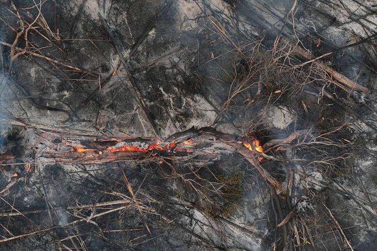 MPF abre ação para suspender projeto de crédito de carbono do Governo do Amazonas