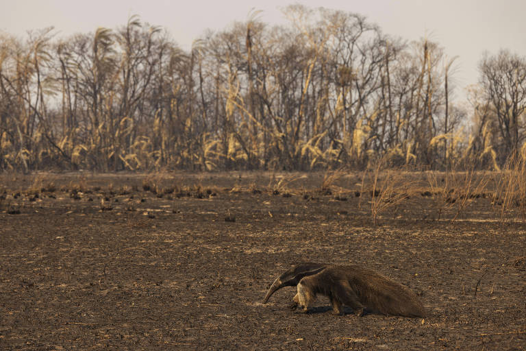ONGs pedem ação da Unesco para pantanal não perder título de Patrimônio Natural