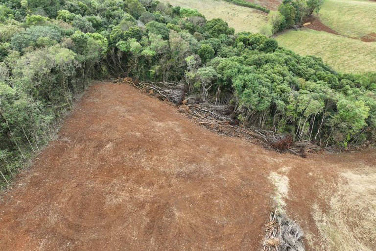 Uma década de destruição da mata atlântica e o desmatamento zero