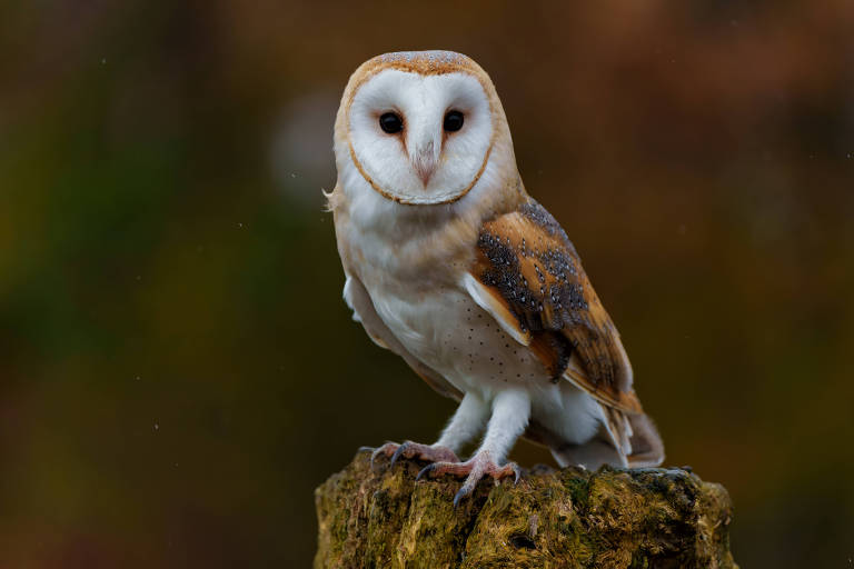 A imagem mostra uma coruja da espécie Tyto alba， conhecida como coruja-das-torres， empoleirada em um tronco. A coruja tem plumagem predominantemente branca com manchas marrons e um rosto arredondado com grandes olhos escuros. O fundo é desfocado， sugerindo um ambiente natural.
