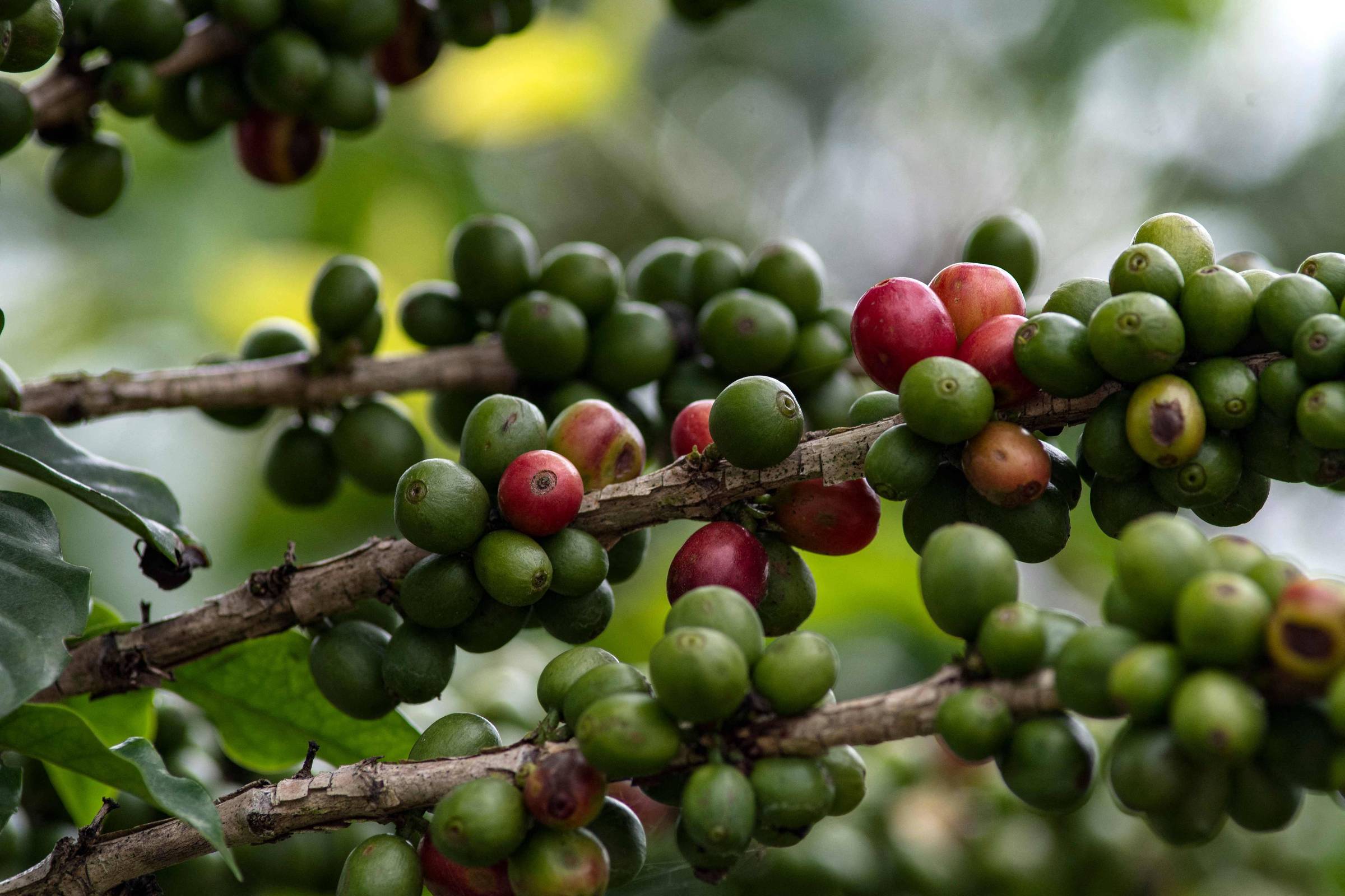 Preço do Café Arábica em Máxima Recorde: Impacto da Oferta em 2024