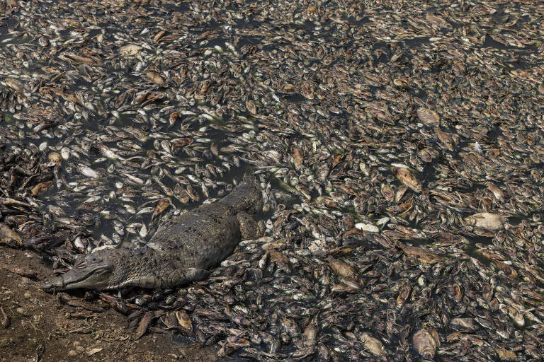 Laudo conclui que níveis baixos de oxigênio causaram mortandade de peixes no Pará