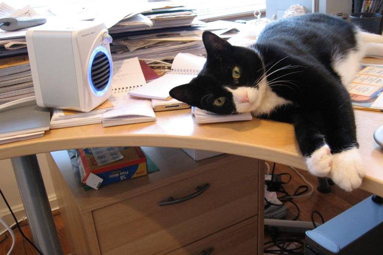 Gato preto e branco deitado sobre uma mesa de trabalho