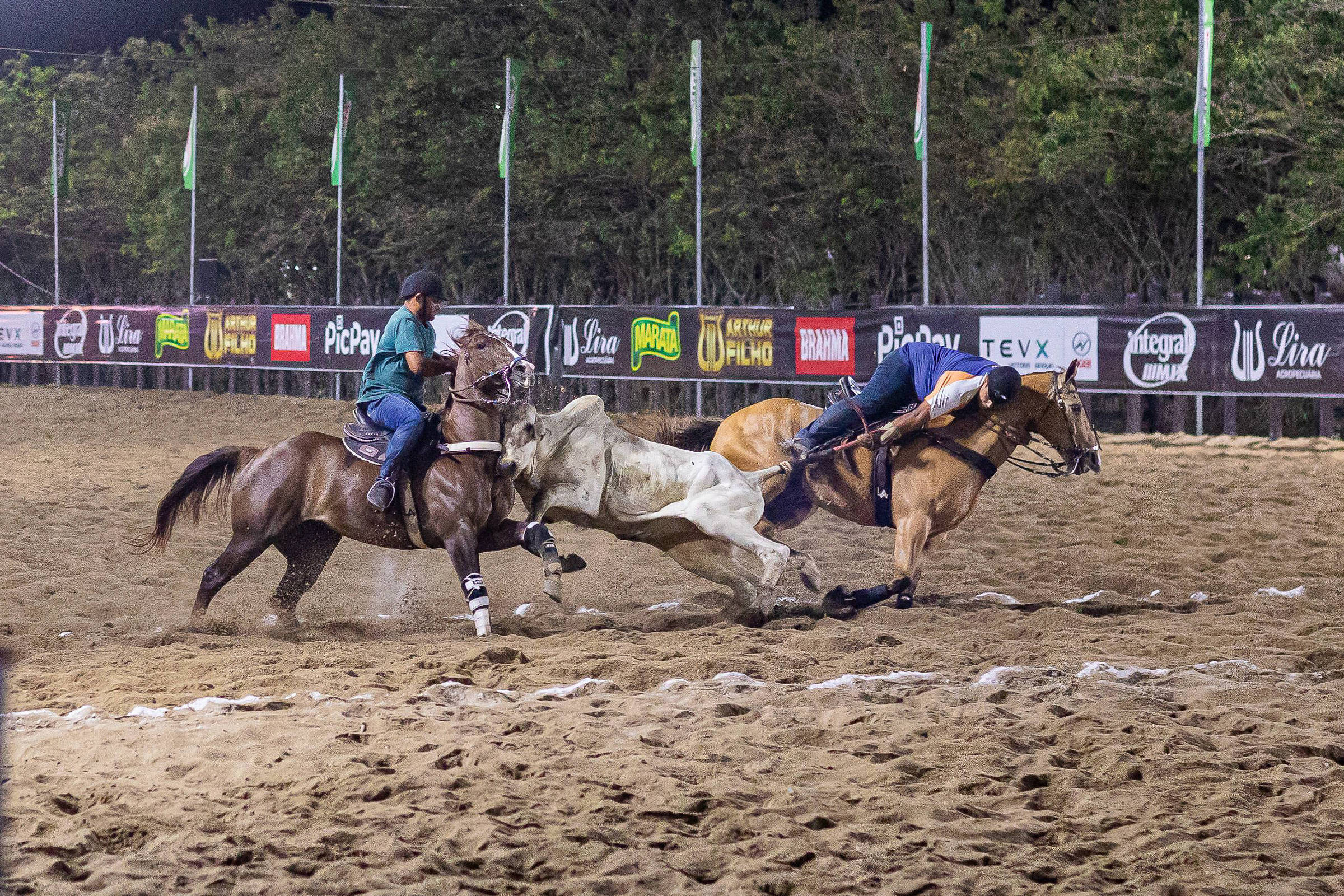 Governo permite apostas em animais, incluindo vaquejada e provas de velocidade com cavalo