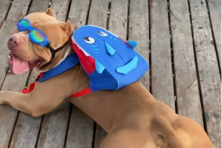 Morre Ragnar, o pitbull tiktoker que passeava com mochila de tubarão