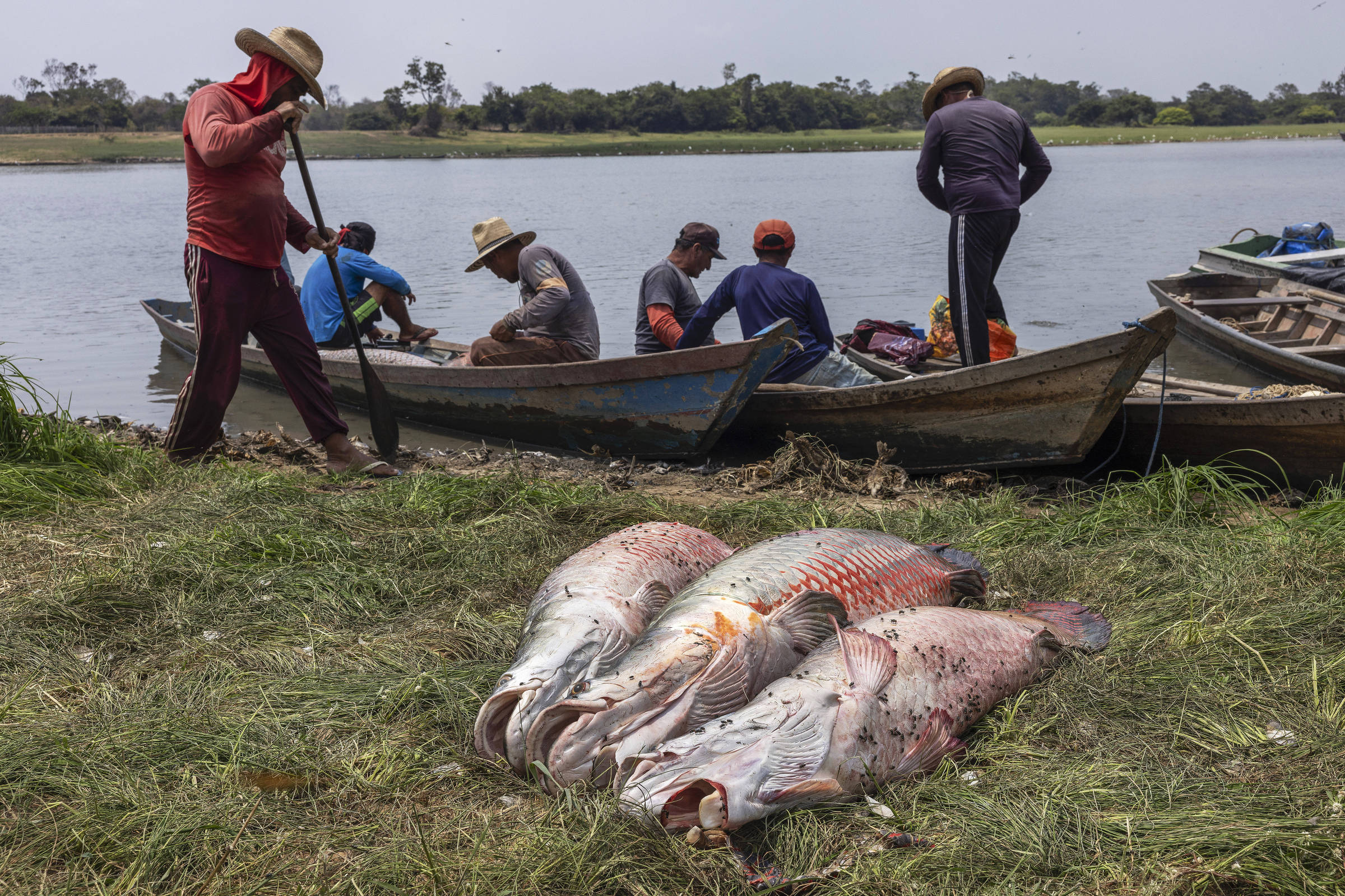 Pescadores em embarcações e pirarucus na margem