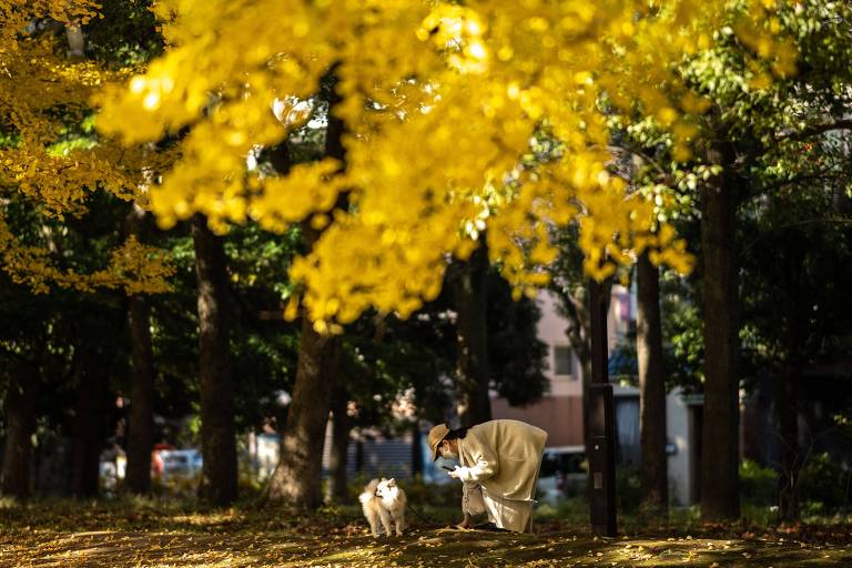 Uma pessoa vestindo roupas claras está agachada em um parque, interagindo com um cachorro. O cenário é emoldurado por árvores com folhas amarelas, típicas do outono, e o chão está coberto por folhas caídas. Ao fundo, há uma construção visível entre as árvores.