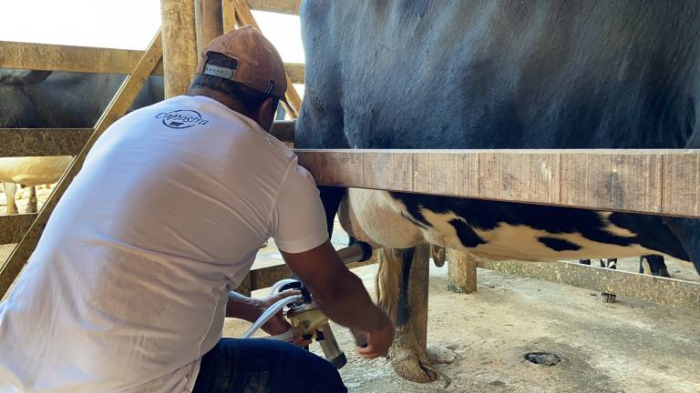 Um homem está ordenhando uma vaca em um estábulo. Ele está agachado, usando um equipamento de ordenha, enquanto a vaca está posicionada ao seu lado. O ambiente é rústico, com madeira visível ao fundo.