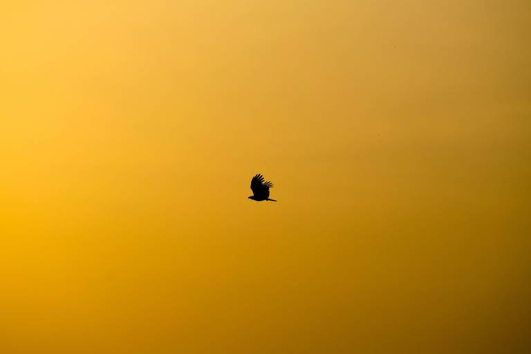 Céu amarelo com um pássaro preto voando