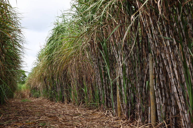 Pacote tecnológico prevê dobrar produtividade da cana até 2040