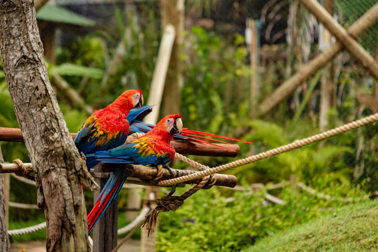 Araras no Arvorar, novo parque de natureza do Beach Park em Aquiraz, no Ceará