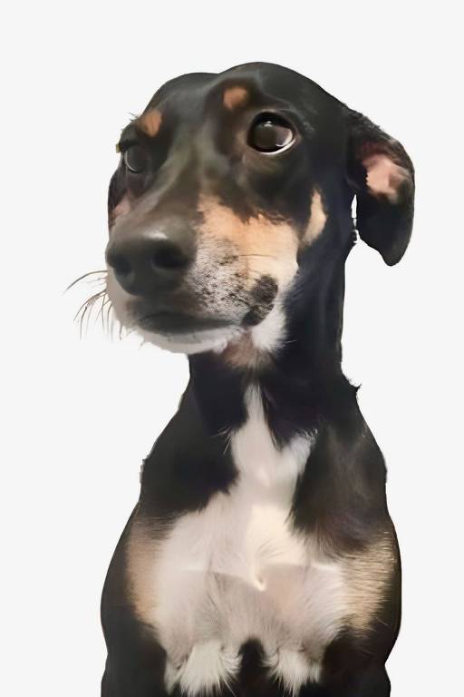 Cachorra Meuri
