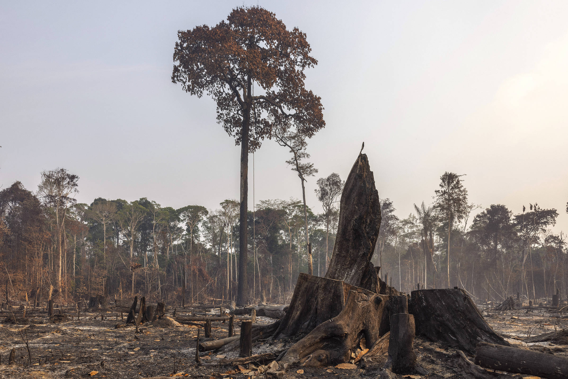 Castanheira queimada em área desmatada