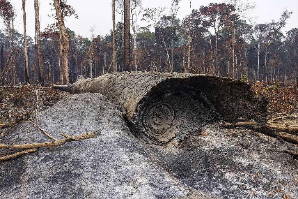 Árvore tombada e consumida pelo fogo